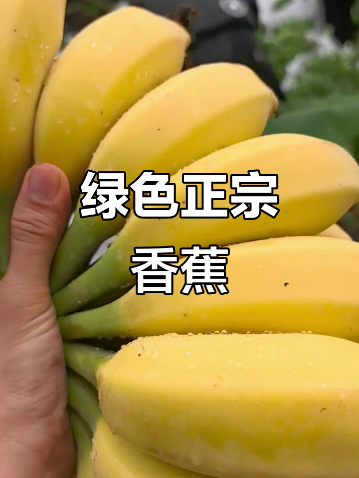 苹果苹果apple香蕉教版(苹果苹果apple香蕉香蕉banana这是什么歌)-第2张图片-QuickQ官网