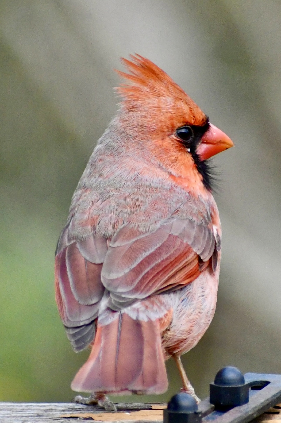 苹果版红雀(红雀苹果手机上叫什么)-第4张图片-QuickQ官网