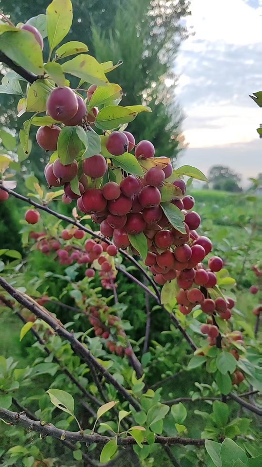 猪肉版小苹果(猪小苹果猪)-第1张图片-QuickQ官网
