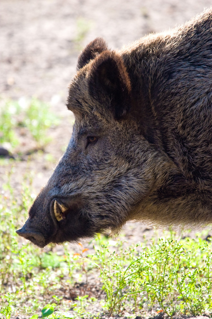 野猪影院手机版(野猪影院手机版下载)-第3张图片-QuickQ官网
