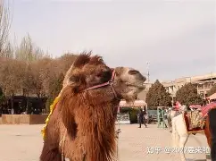 手机版征途5秒交骆驼(征途手游骆驼怎么跑的很快)-第3张图片-QuickQ官网